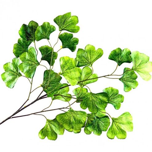 Ginkgo Bilobe כחלק מגנבריין